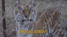 The Tiger Rising Lord God Almighty GIF - The Tiger Rising Tiger Rising Lord God Almighty GIFs