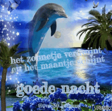 Vec50 Dolphin GIF