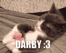 Darby Cute Cat GIF - Darby Cute Cat Karate GIFs