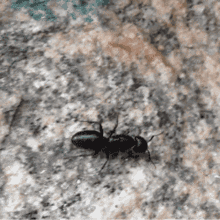 Ants Looking For Food GIF - Ants Looking For Food Insect GIFs