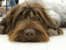 Cute Dog GIF - Cute Dog GIFs