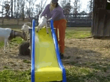 Did You Get That On Camera? Let Me See! GIF - Goat Slide Cute GIFs
