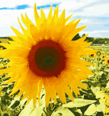 Sunflower Nature GIF - Sunflower Flower Nature GIFs