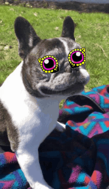 a black and white dog wearing sunglasses is laying on a blanket in the grass