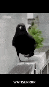 a black bird is standing on a railing next to a plant with the words watisrrr below it .