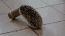 Funny Animals Hedgehog GIF - Funny Animals Hedgehog Stuck GIFs