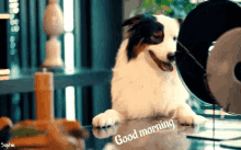 Good Morning Dog GIF - Good Morning Dog Cute Dog GIFs