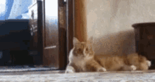 Cat Scared GIF
