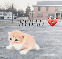 a kitten is sitting in front of a building with sybau written on it
