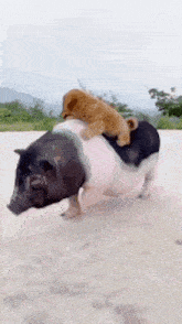 Piggy And Friend GIF