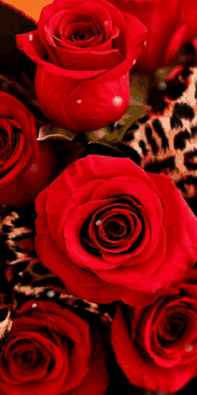 Love Rose57 Roserred57 GIF - Love Rose57 Roserred57 Rose Glitter57 GIFs