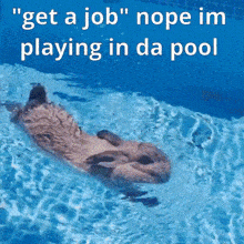 a picture of an otter in a pool with the words " get a job nope im playing in da pool "