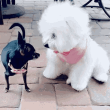 Cousin Dogs GIF - Cousin Dogs Cute GIFs