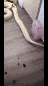 Snake Poop GIF - Snake Poop GIFs
