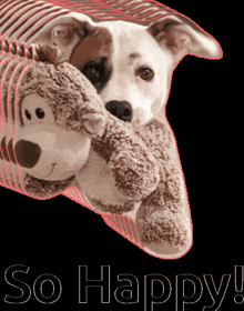 Happy Dog Dog With Stuffy GIF - Happy Dog Dog With Stuffy GIFs