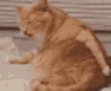 Cat Cat Itching Butt GIF - Cat Cat Itching Butt Small GIFs