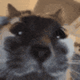 Ruh Cat GIF - Ruh Cat GIFs