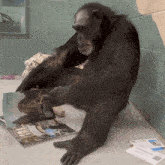 a chimpanzee sits on a table looking at a magazine that says ' habitat ' on it