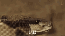 Jazz Snake GIF - Jazz Snake Mkw GIFs