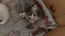 a small kitten laying on a blanket looking up at the camera