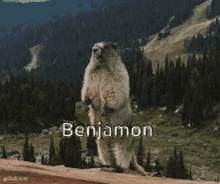 Benjamon Kukuku GIF - Benjamon Kukuku Beaver GIFs