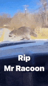 Rip Mr Racoon Jump GIF - Rip Mr Racoon Racoon Jump GIFs