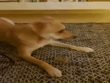 Dog Surprised GIF - Dog Surprised Double Take GIFs