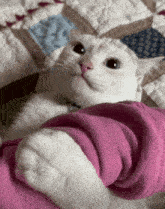 a white cat is wrapped in a pink blanket .