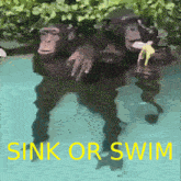 Sink Or Swim Chimps GIF