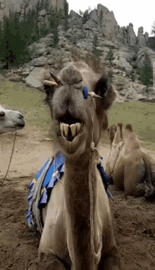 Yum Camel GIF - Yum Camel Hungry GIFs