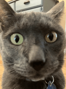 Cat Goofy Cat GIF - Cat Goofy Cat Sochi GIFs