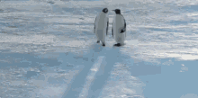 Penguin Walking GIF - Penguin Walking Staring Penguin GIFs