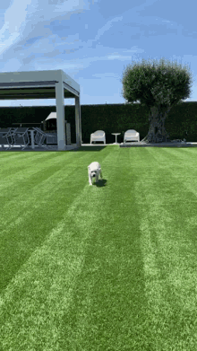 a dog is running on a lush green lawn in a backyard .