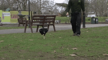 a man walking a dog in a park with a sign that says lion