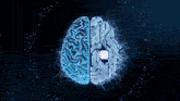 a computer generated image of a brain divided in half