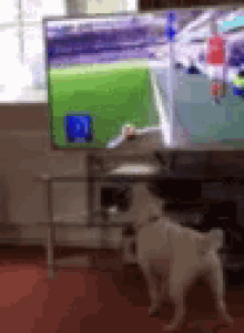 Perro Soccer GIF - Perro Soccer Dog GIFs