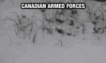 canadian scope rifle not cold