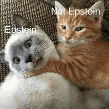 Epstein Cats GIF - Epstein Cats GIFs