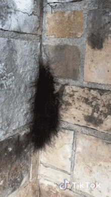 Spiders Touch Spiders GIF - Spiders Touch Spiders Let Go GIFs