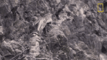 Leaping Snow Leopards101 GIF - Leaping Snow Leopards101 Rocks GIFs
