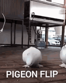 pigeonflip pigeon