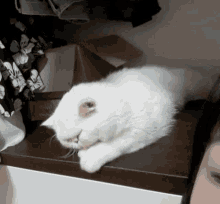 박누누 고양이 GIF - 박누누 고양이 하얀고양이 GIFs