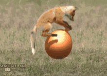 fox ball jumping