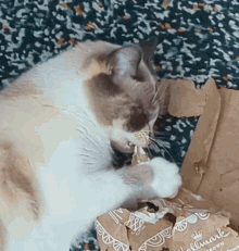 Allie Cat GIF - Allie Cat Eat GIFs