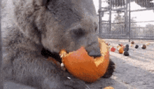 Bear Pumpkin GIF
