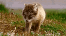 Baby Animals Cute GIF - Baby Animals Cute Fox GIFs