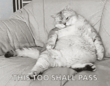 Cat Bloated GIF - Cat Bloated Full GIFs