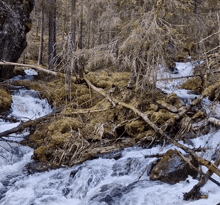 Water Forest GIF - Water Forest Stream GIFs