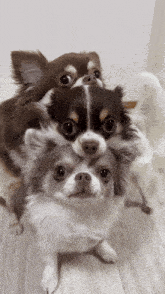 three small dogs are stacked on top of each other on the floor