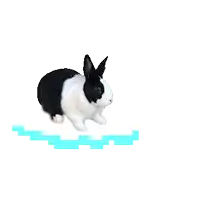 a black and white rabbit is sitting on a blue line on a white background